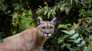 Cougar attacks 5 cyclists in Washington, injuring 60-year-old woman