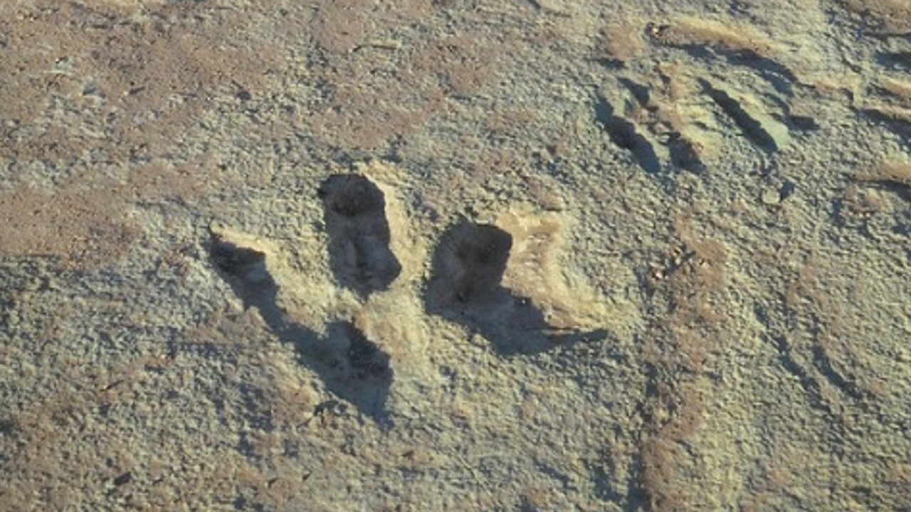 DinoTracks.jpg