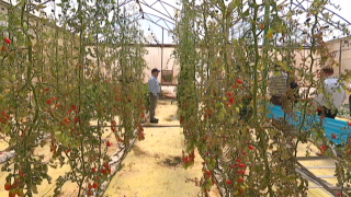 Israel vertical garden